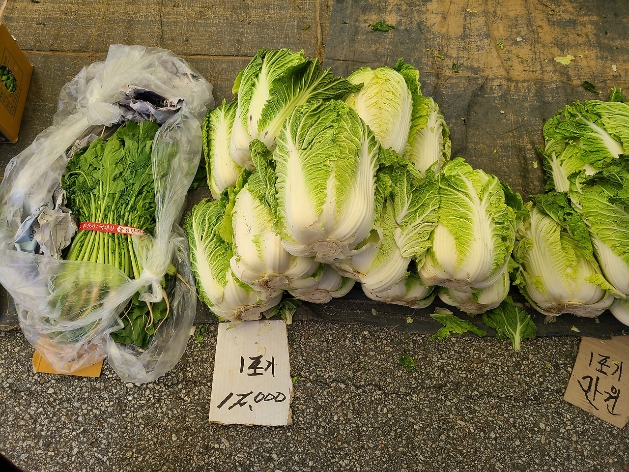 배추.jpg