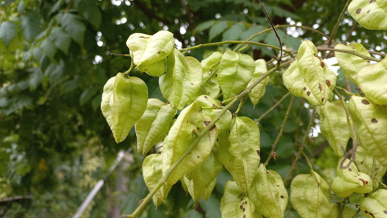 모감주 열매 4.jpg