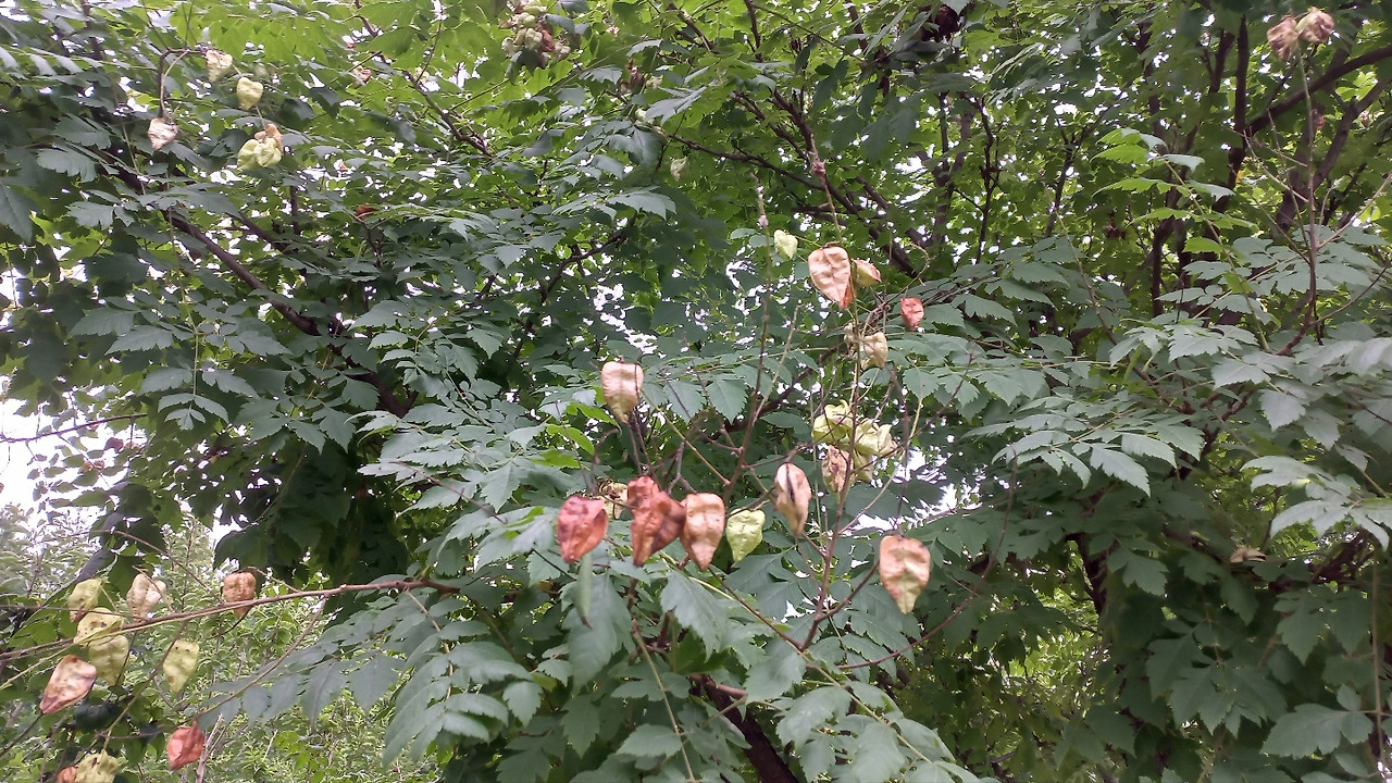 모감주 열매 2.jpg