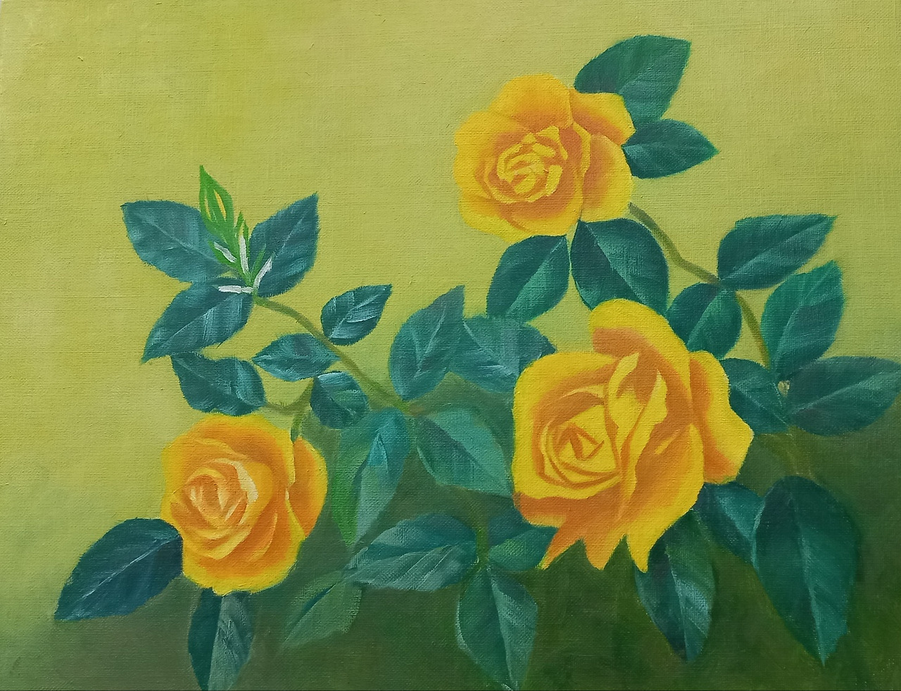 노란 장미.jpg