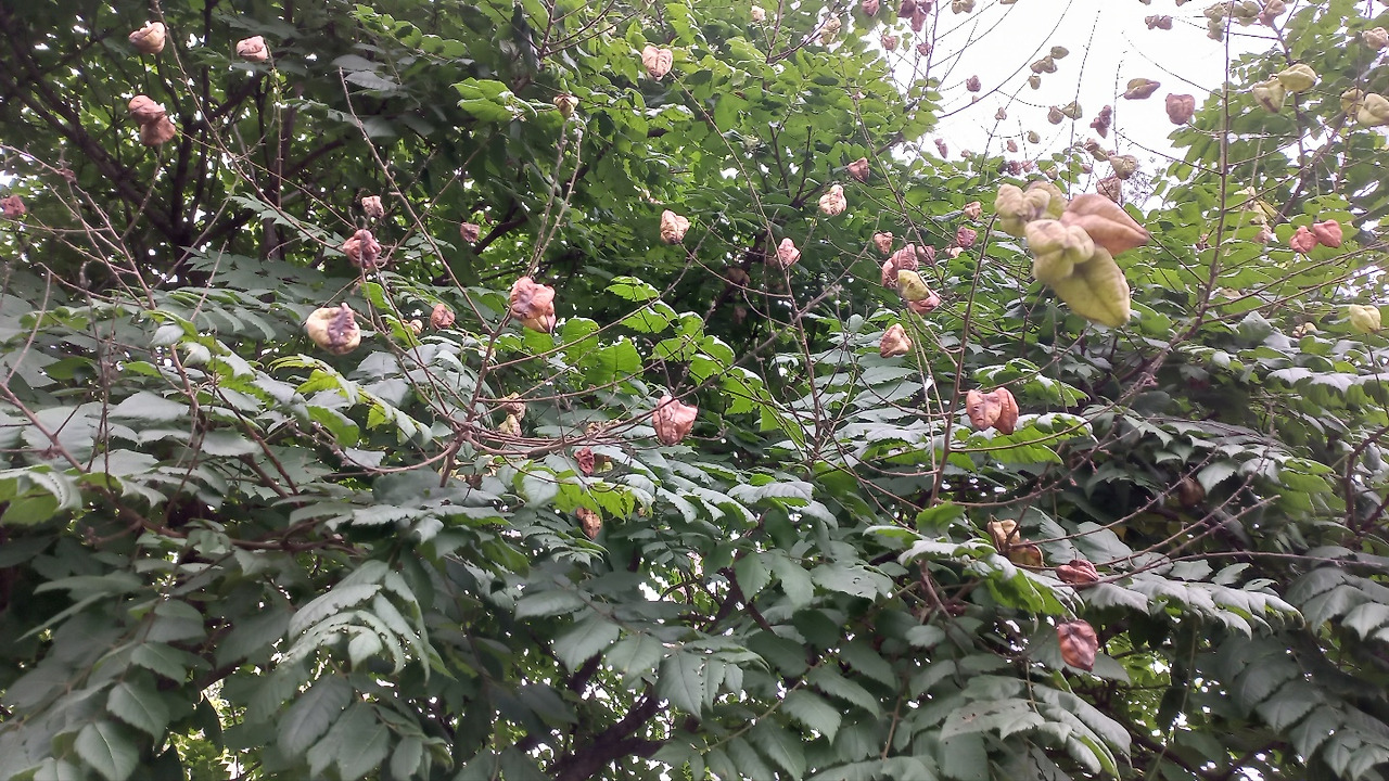 모감주 열매 3.jpg