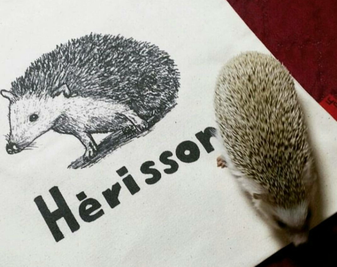 고슴도치 에코백과 진짜 고슴도치.jpg