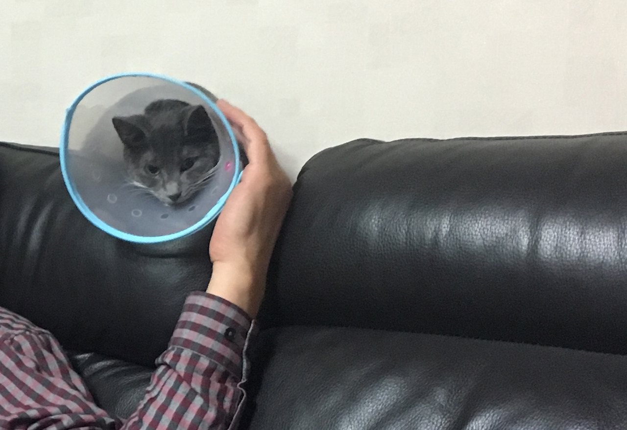 넥카라 이미지.jpg