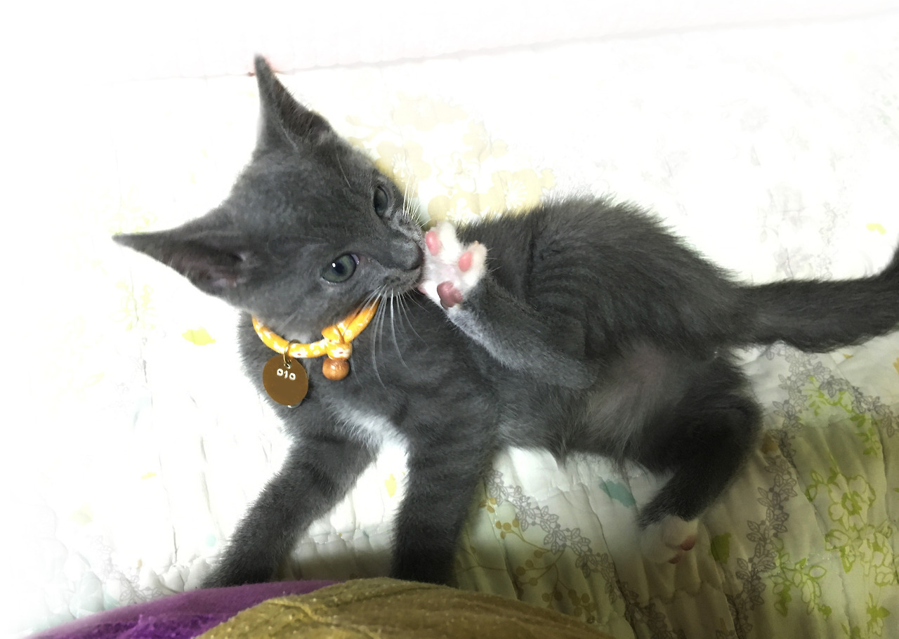 뽀시래기 솔.jpg