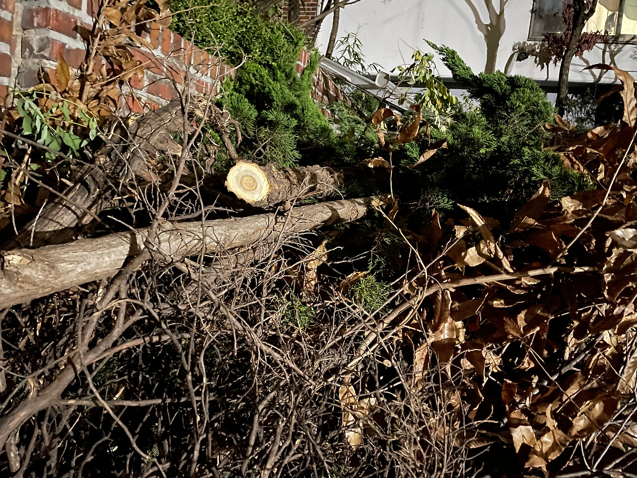 5. 잘려나간 나무 무더기 (1).jpg