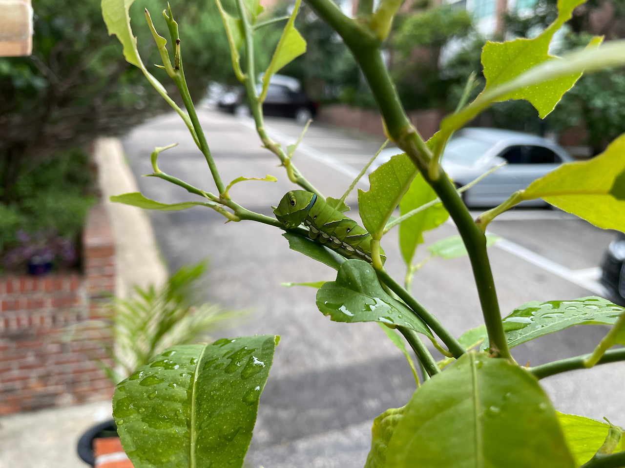 3. 애벌레 (1).jpg