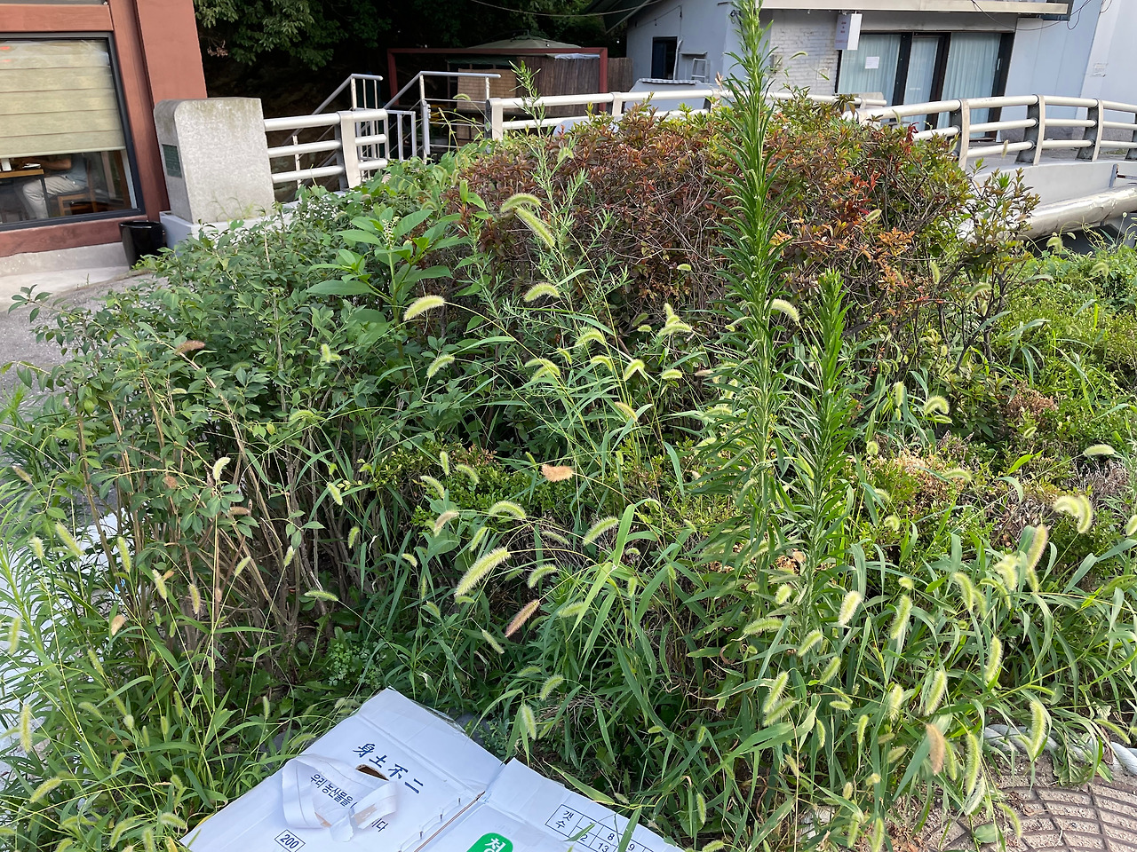 1. 동네 나무가 사라진 자리.jpg