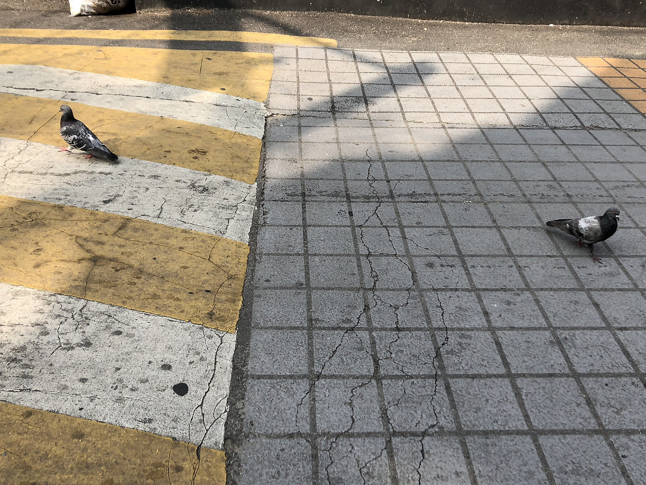 [사진13] 거리 집비둘기.jpg