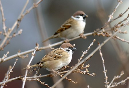 [사진2] 참새 (네이버 지식백과).jpg