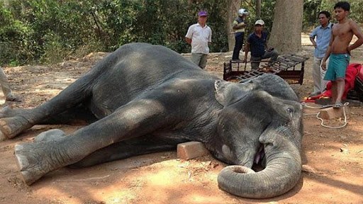 쓰러진 코끼리.jpg