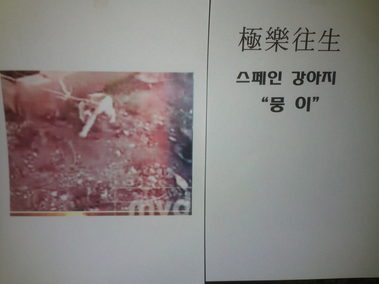 스페인 강아지 뭉이.jpg