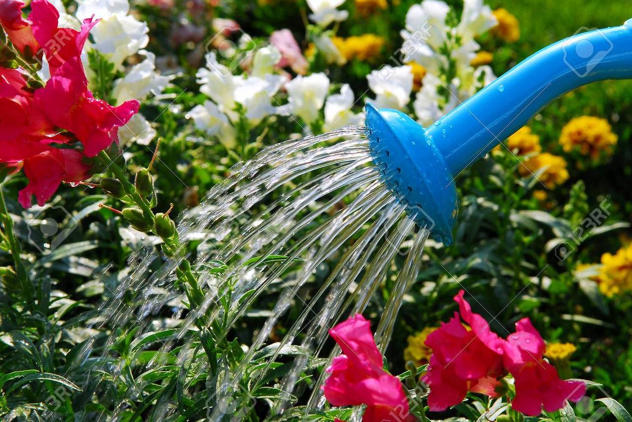 1404744-water-pouring-from-blue-watering-can-onto-blooming-flower-bed.jpg