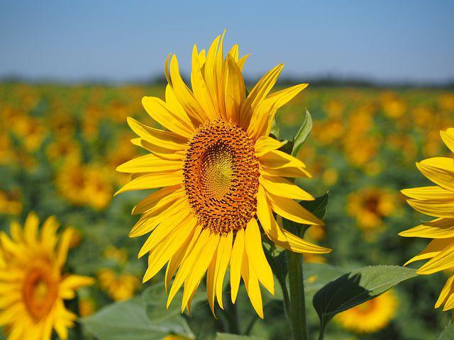 sunflower-1521864__480.jpg