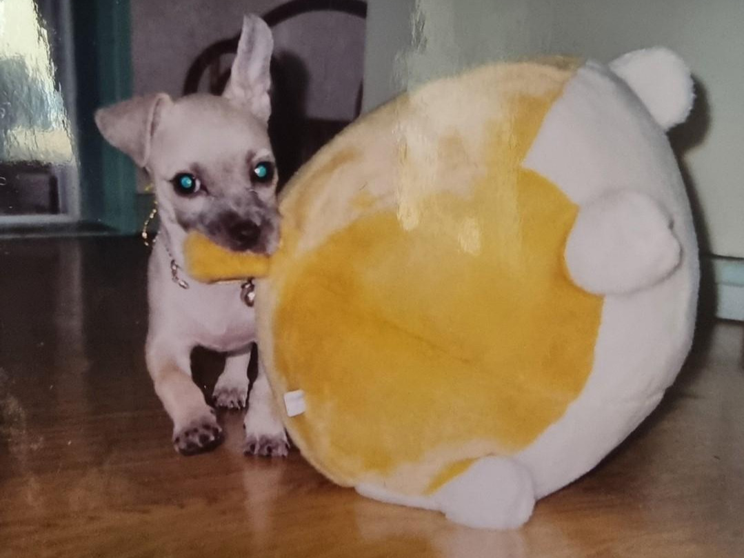 복돌이 인형물고.jpg