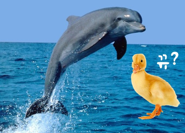 돌고래.jpg