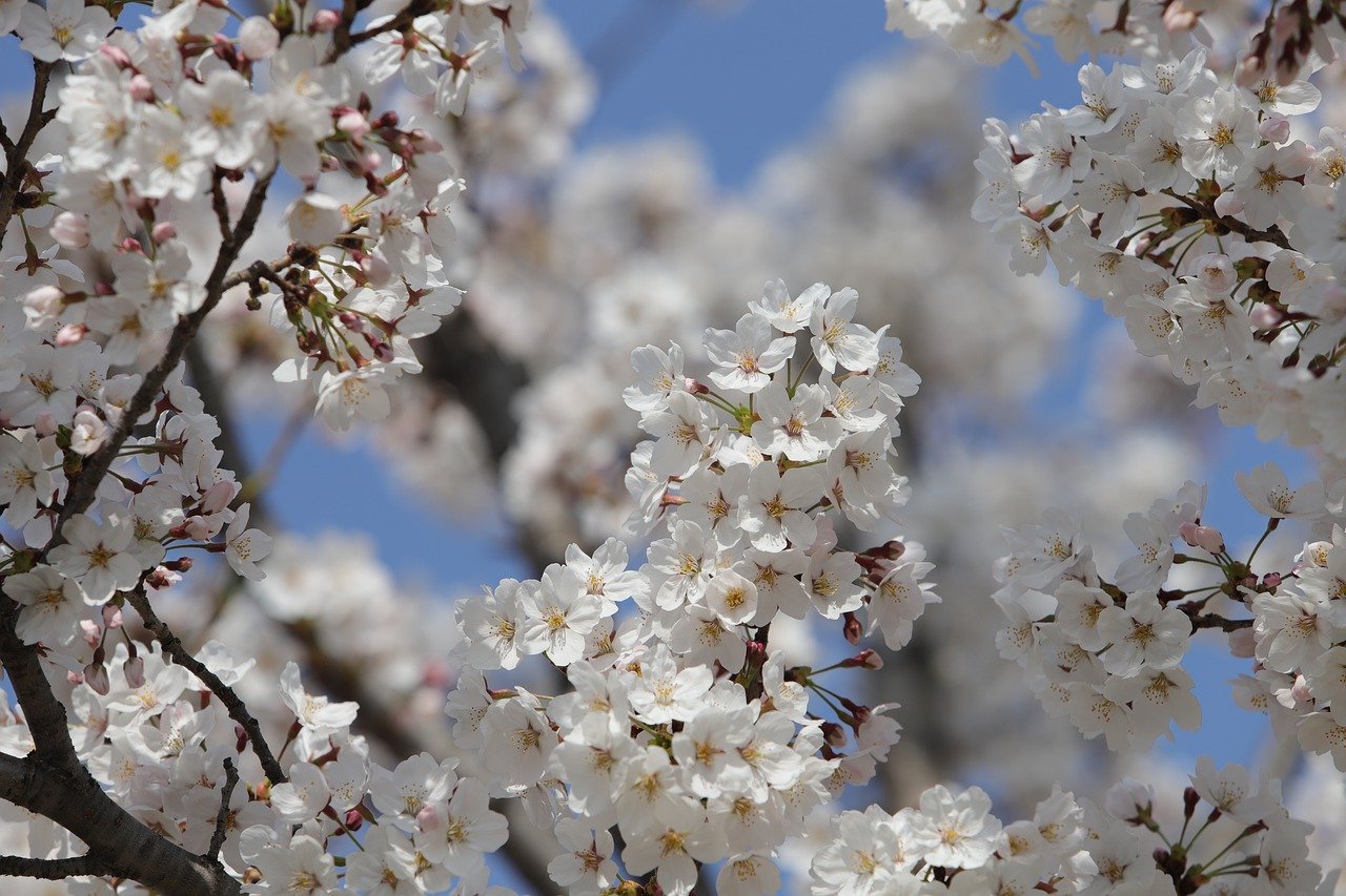 cherry-blossom-7889717_1280.jpg
