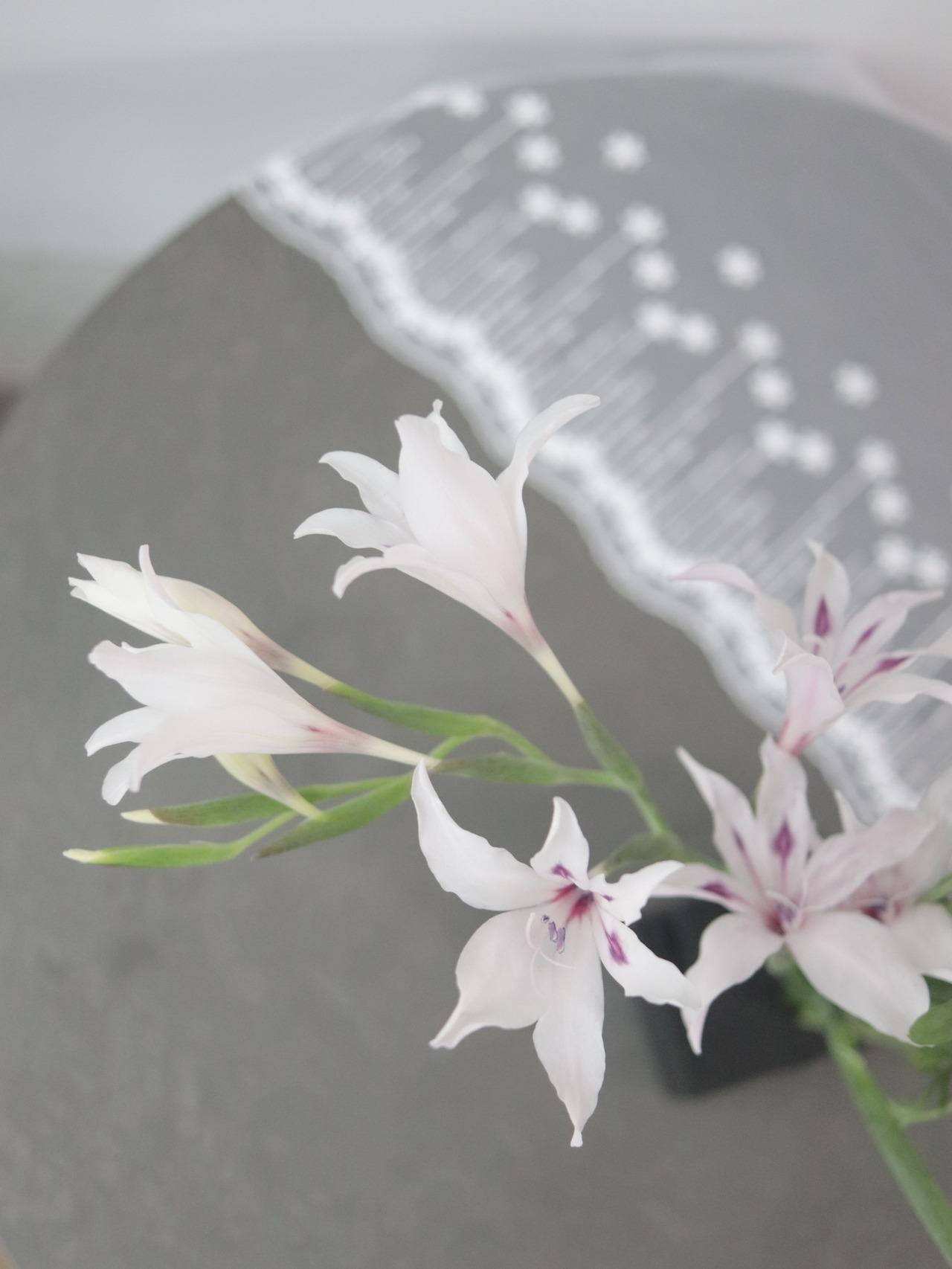 1-9 미니라스.jpg