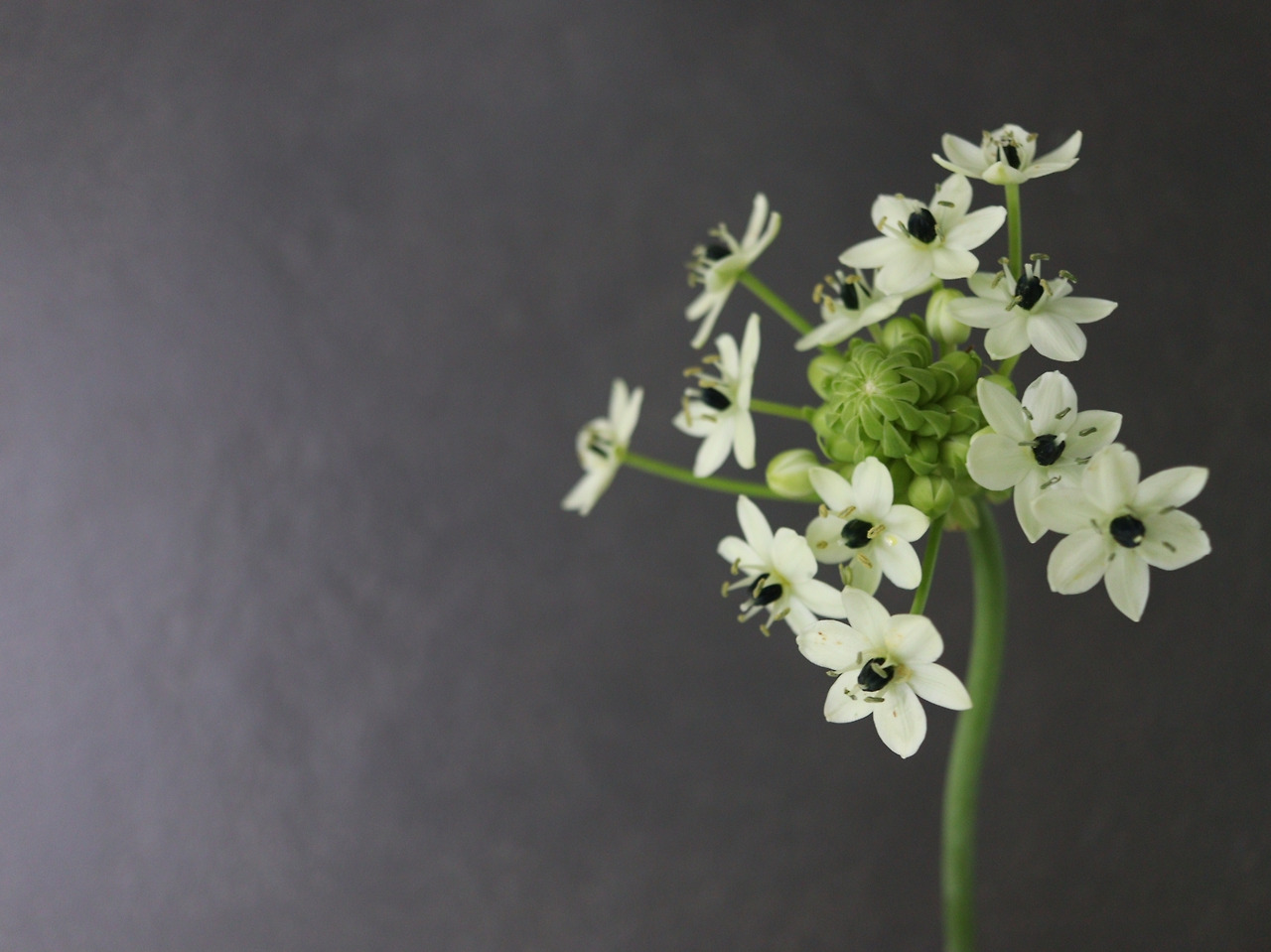 1-5 오니소갈룸.jpg