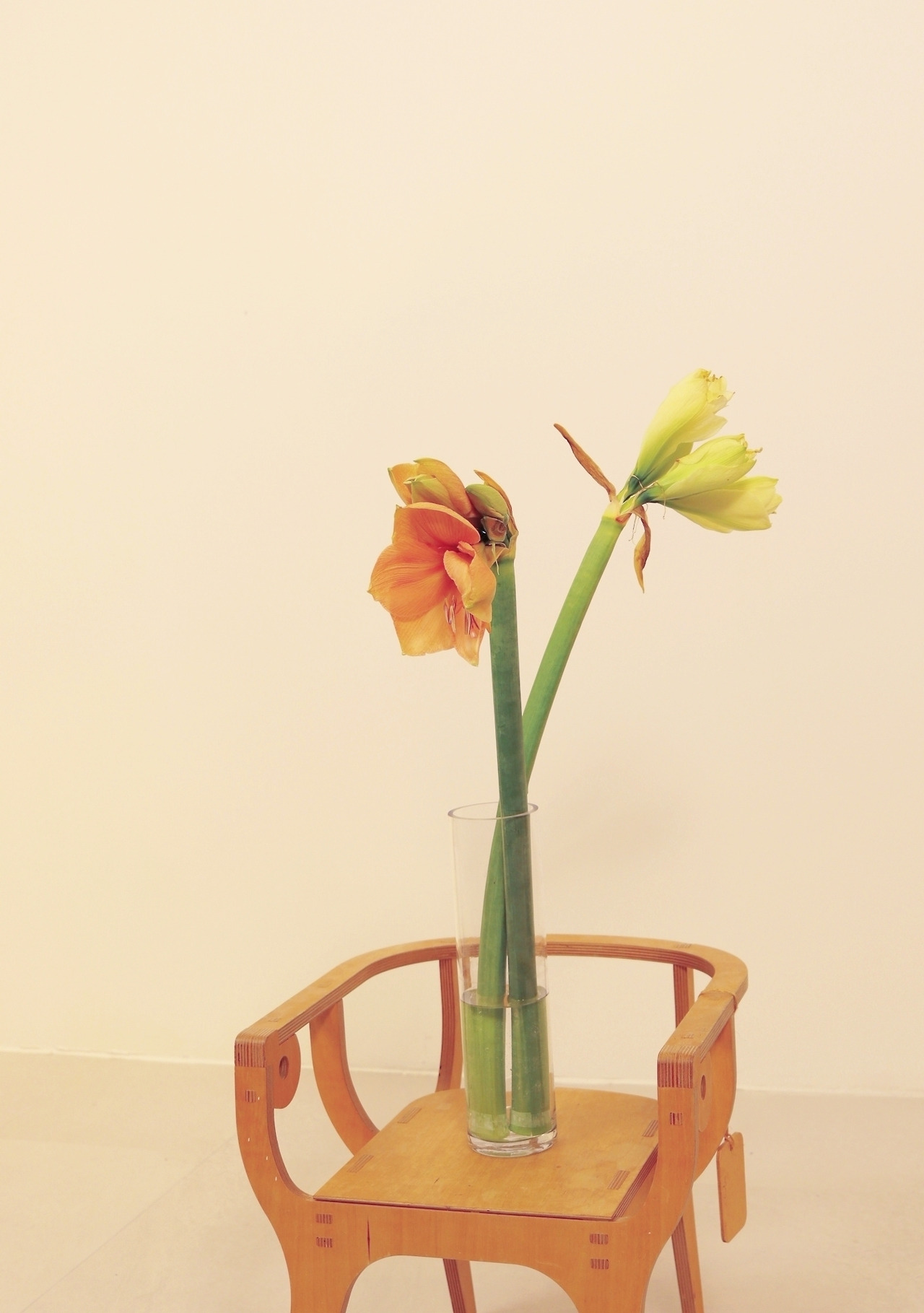 2-5 아마릴리스.jpg