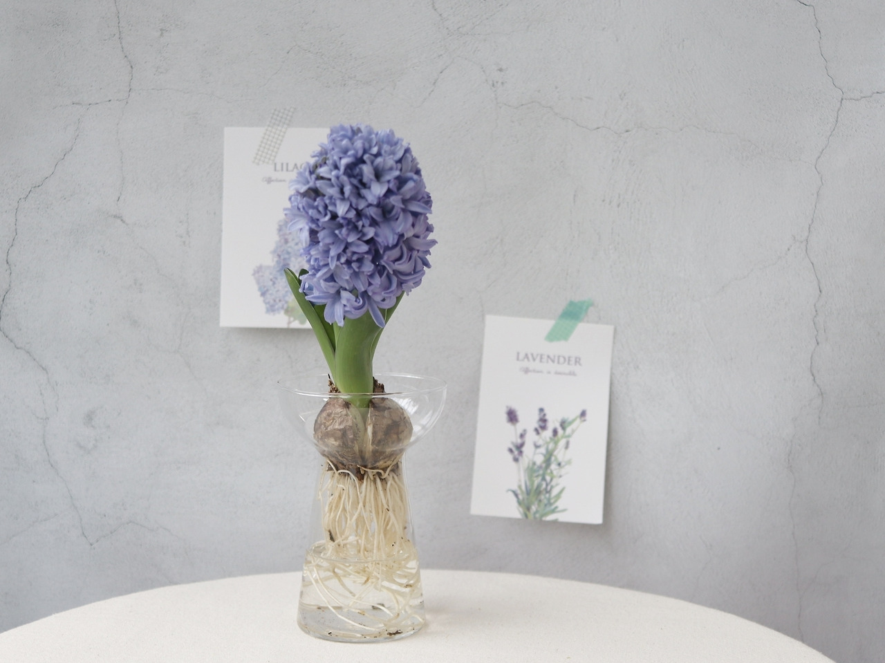 2-8 히아신스.jpg