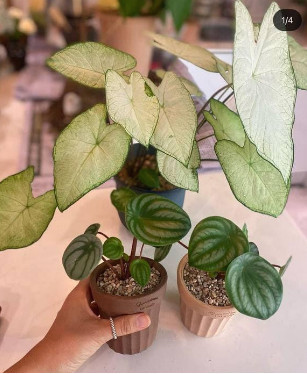 Cap 2022-03-09 16-35-42-309.jpg