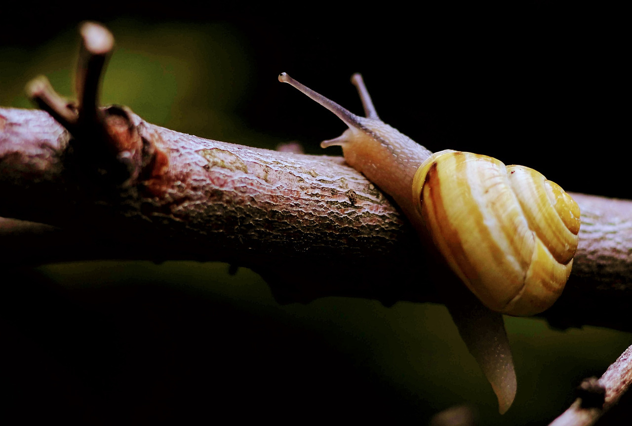 snail-4532539_1920.jpg