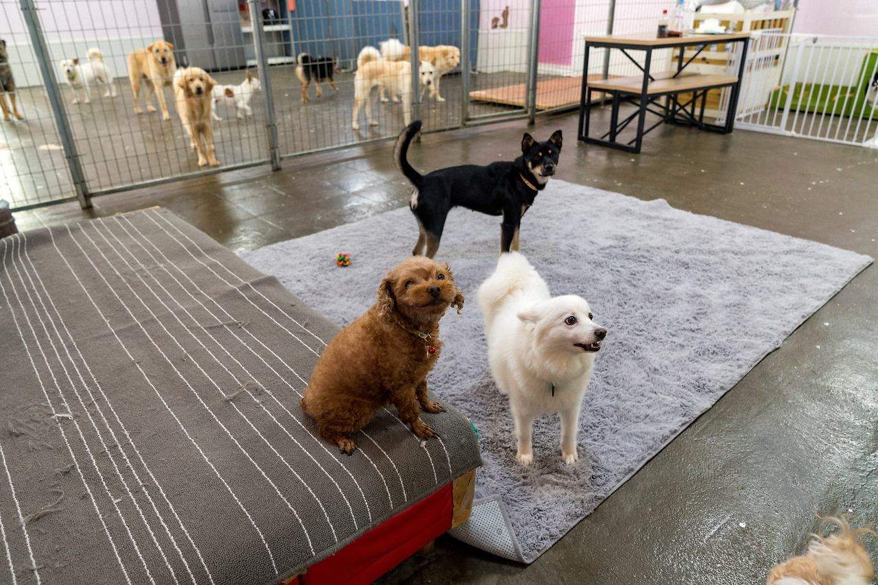 [신나개_ 사진1].jpg