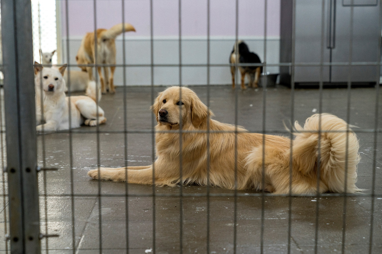 [신나개_ 사진3].jpg