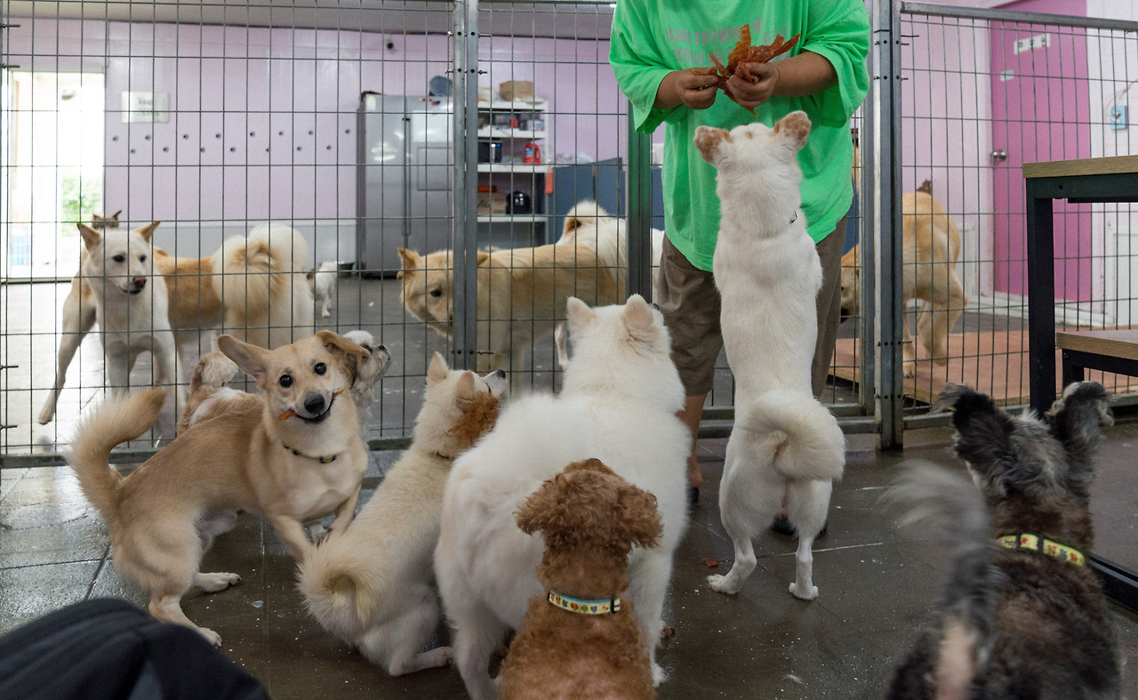 [신나개_ 사진2].jpg