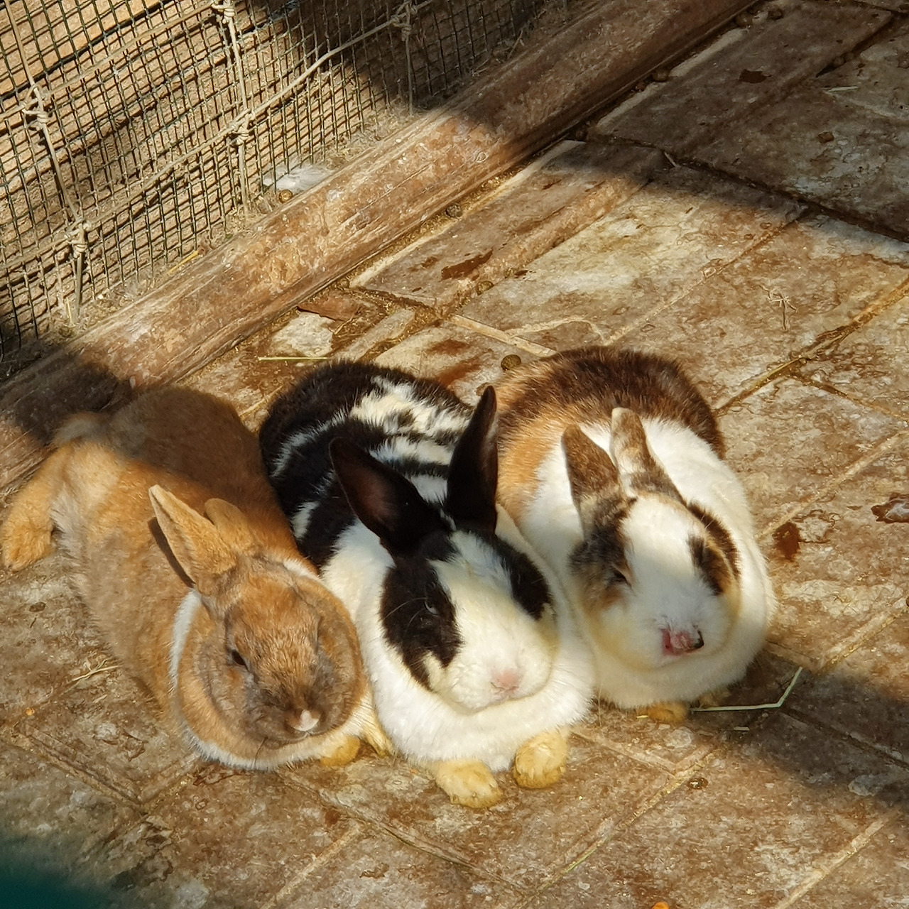 서울숲을 지배한 토끼들.jpg