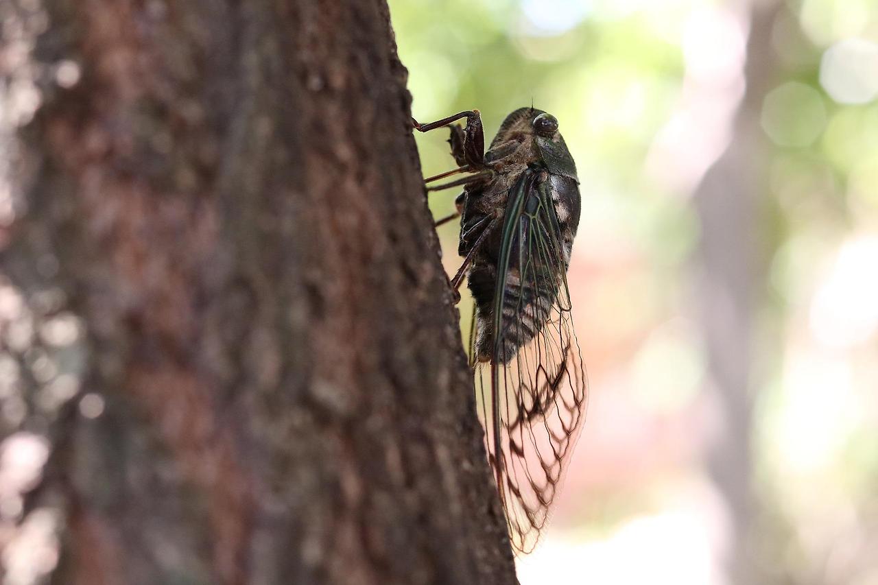 cicada-g92142197b_1920.jpg