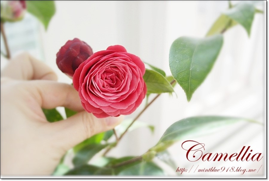 카멜리아.jpg