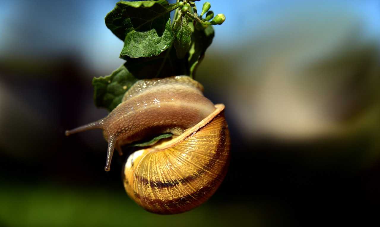 snail-3810483_1280.jpg