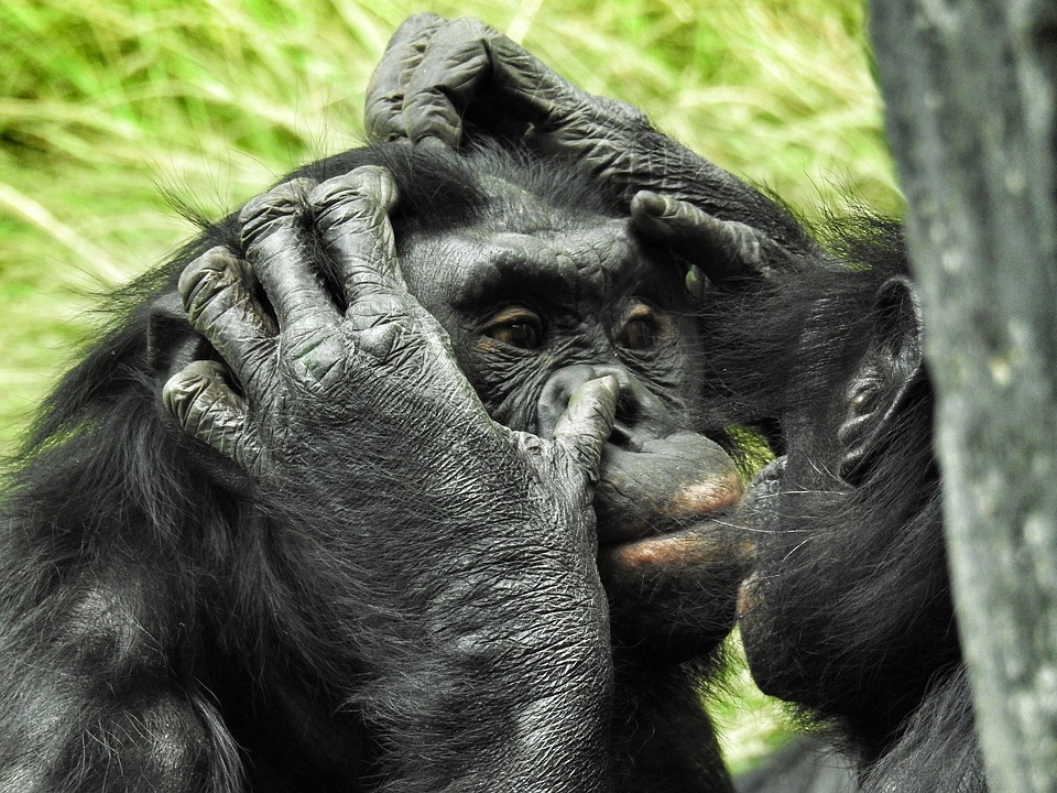 bonobo-2368873_960_720.jpg