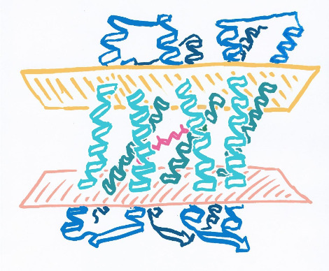 Archaerhodopsin_tertiary_structure.jpg