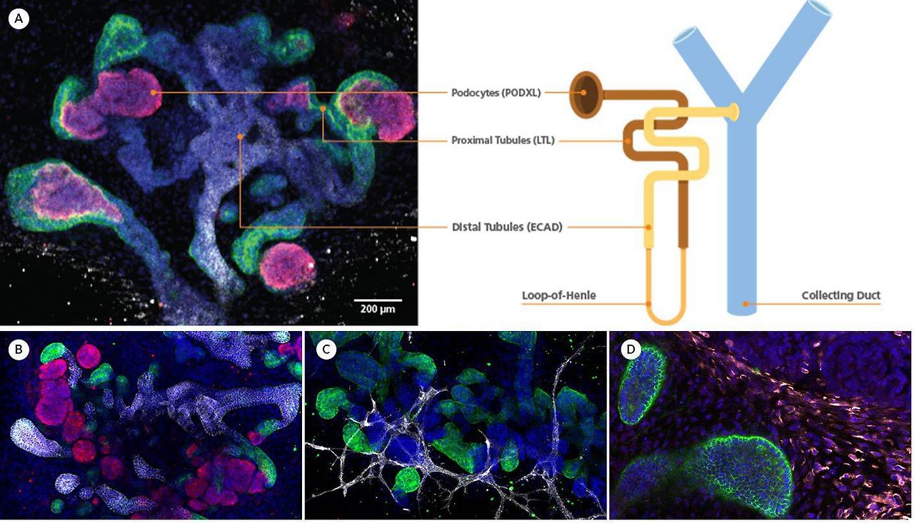 kidney-organoids-nephrons.jpg