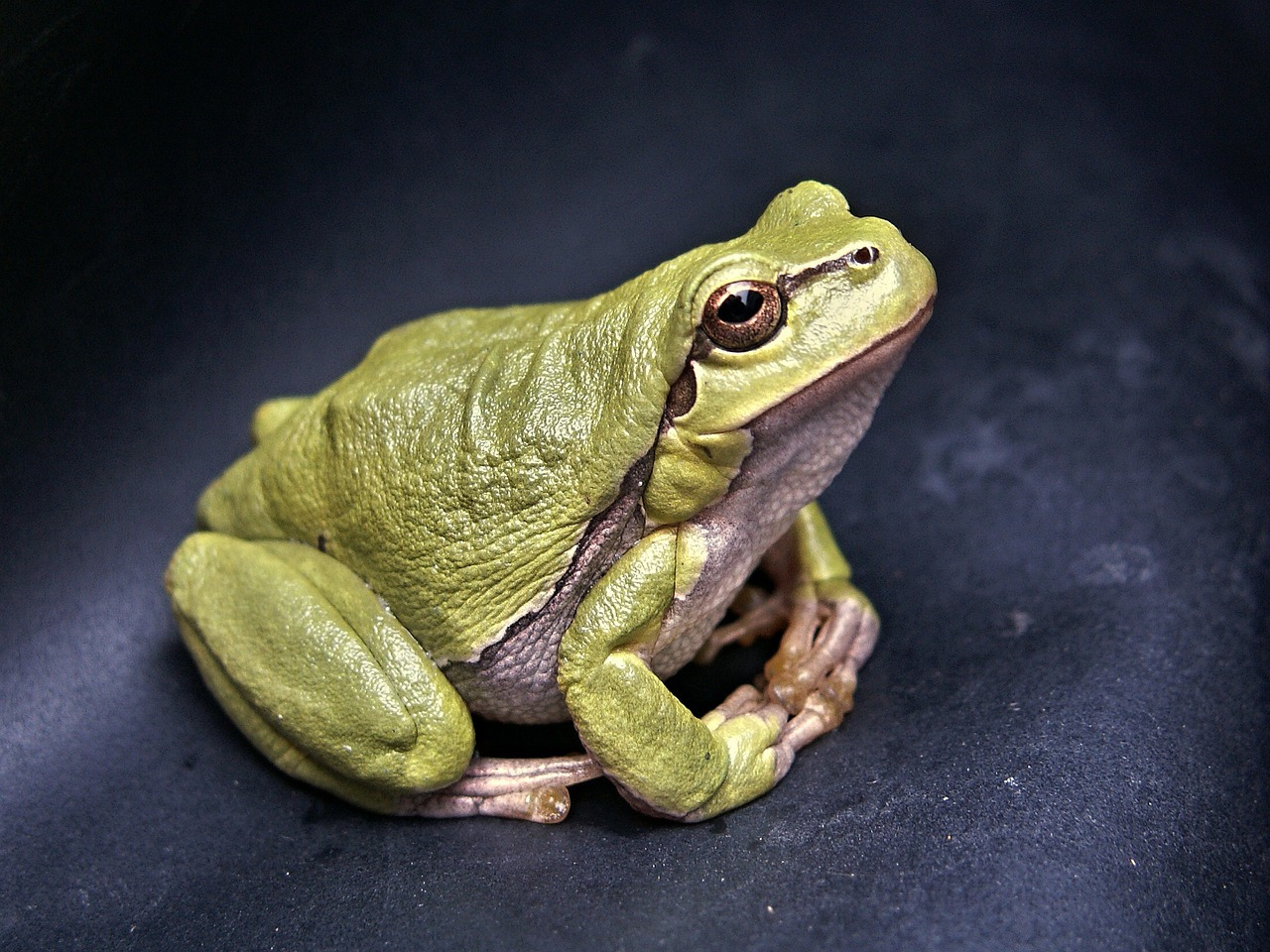 frog-111179_1280.jpg