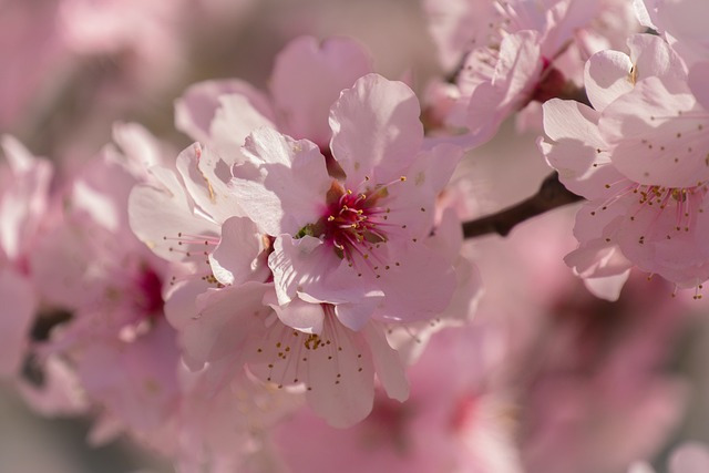 cherry-blossom-4069876_640.jpg