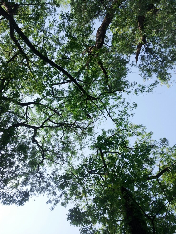 올려다본나무.jpg