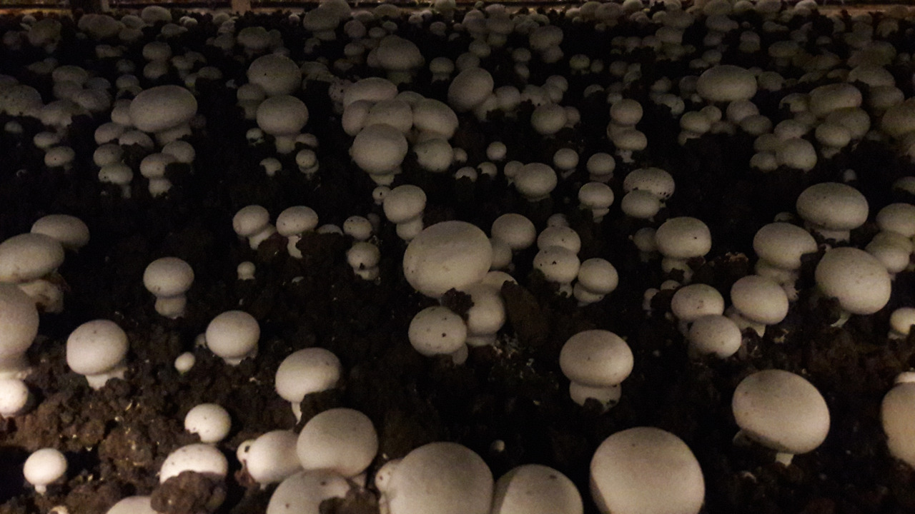 양송이 가족들이 예쁘게 잘 자라고 있어요.jpg