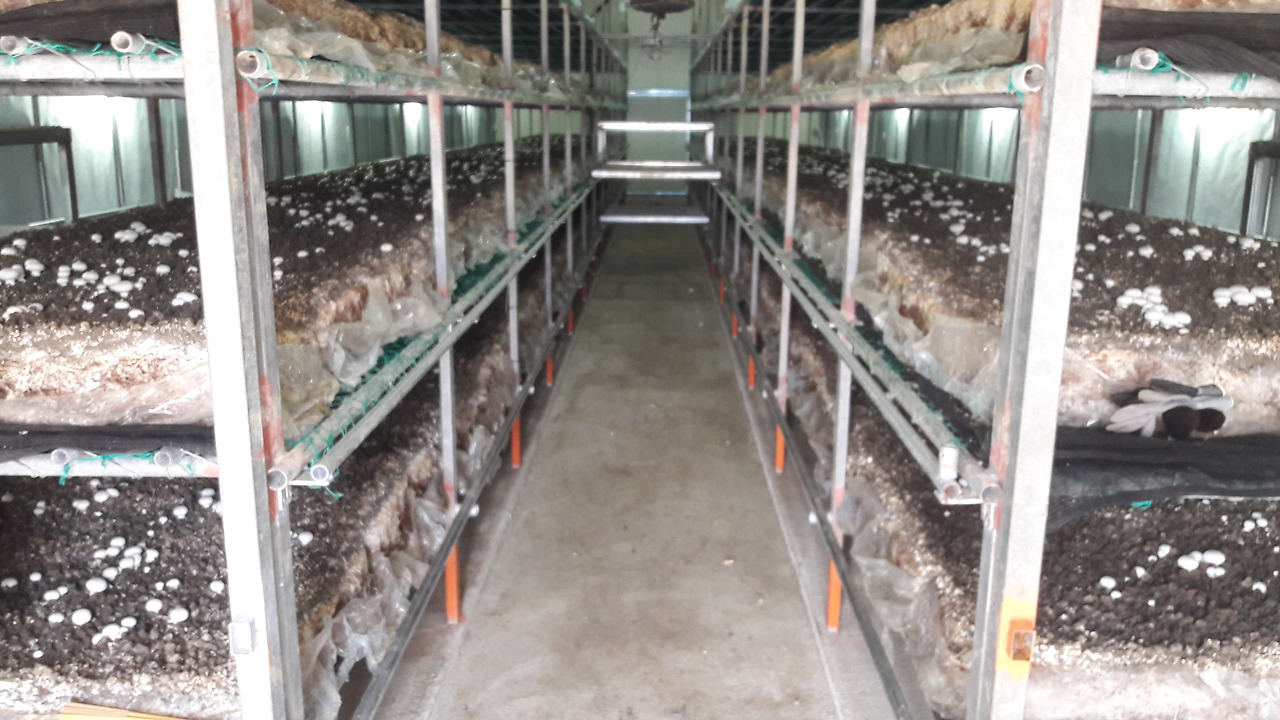 양송이 버섯 재배사.jpg