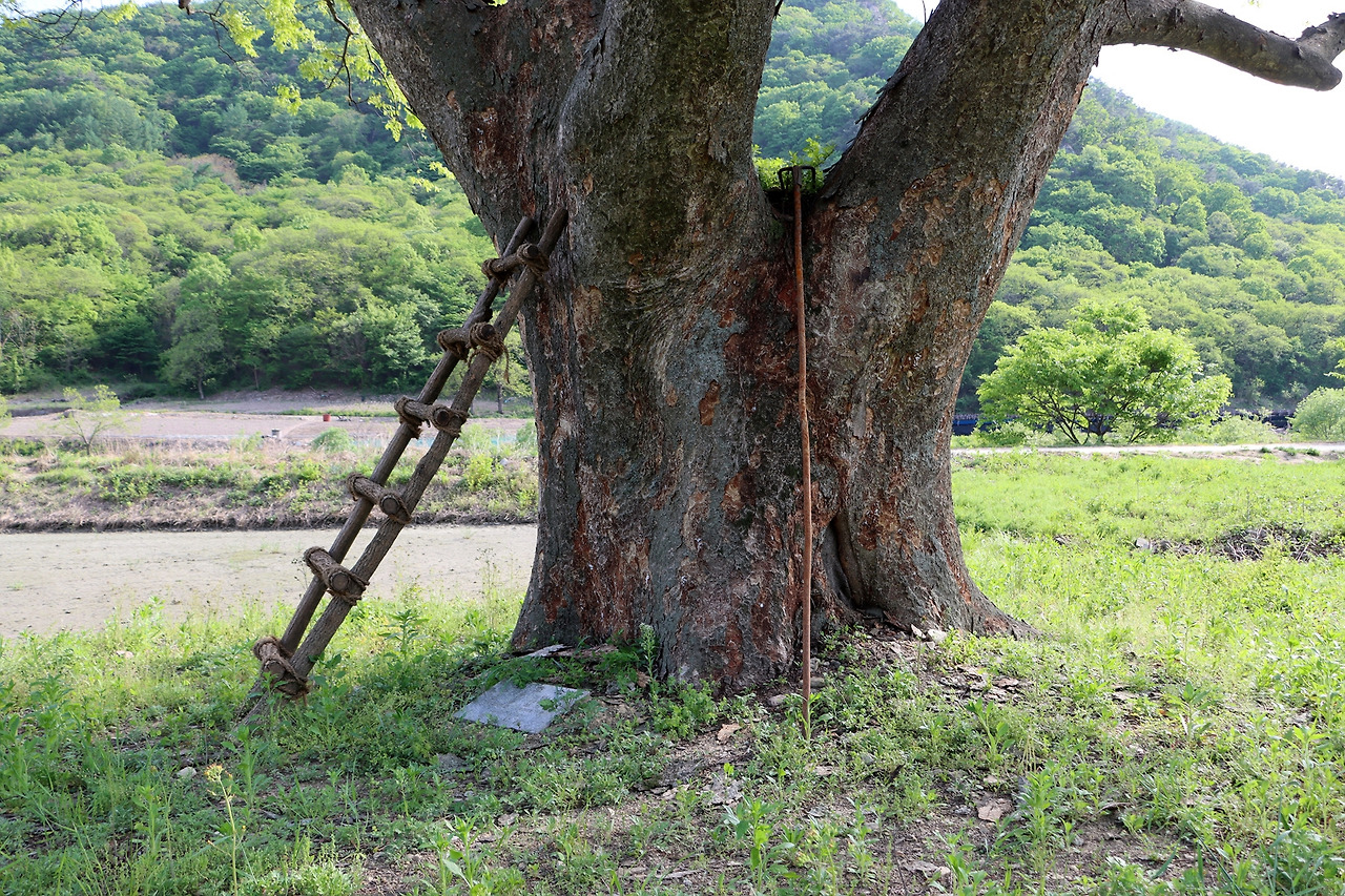 10-18 어린 김수환이 즐겨 올라가서 생각했던 생각나무 IMG_1330.jpg