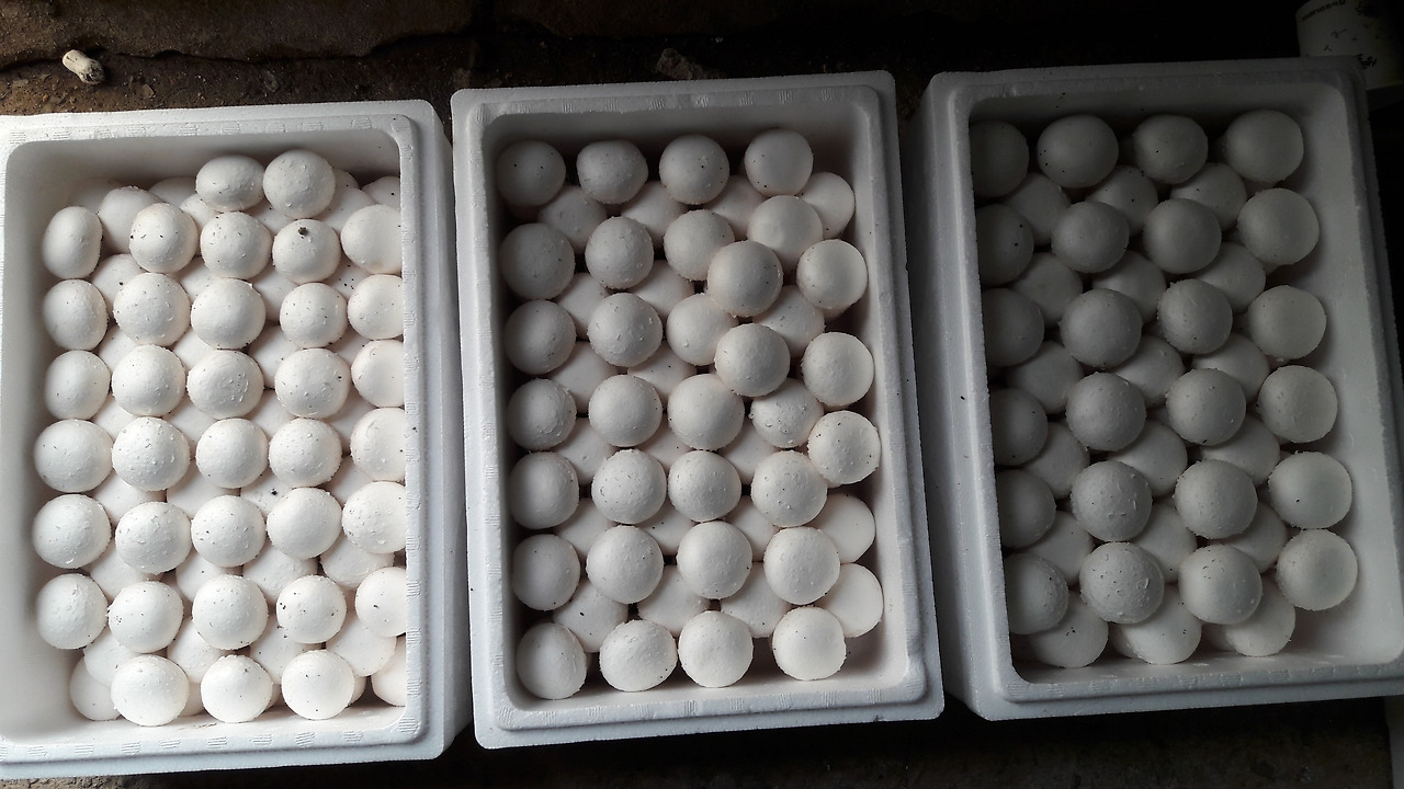 새하얀 양송이 버섯 판매상품.jpg