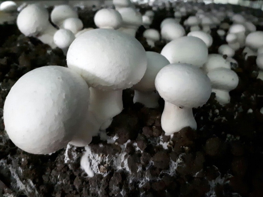 05-04 KakaoTalk_20170925_185041873.jpg