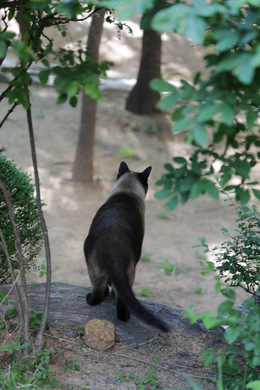 후추 뒷모습.jpg