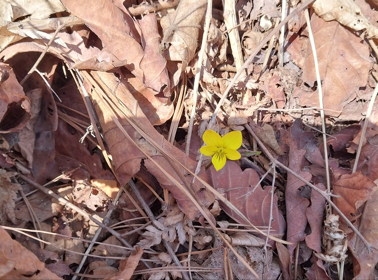 봄 북한산 야생화.jpg