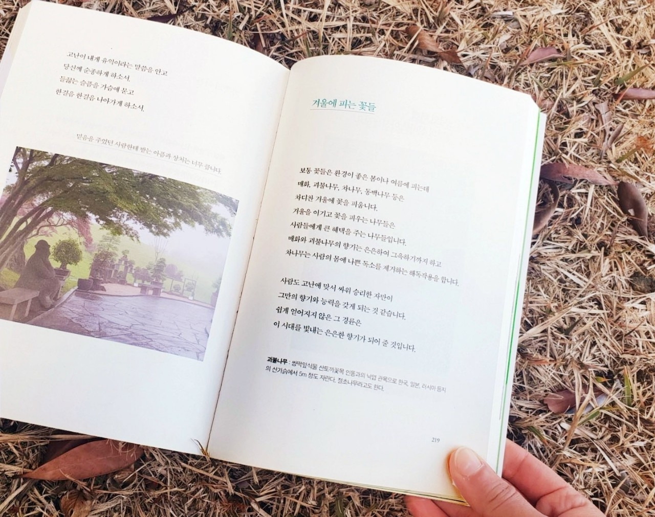 나무편지_겨울에 피는 꽃들3.jpg