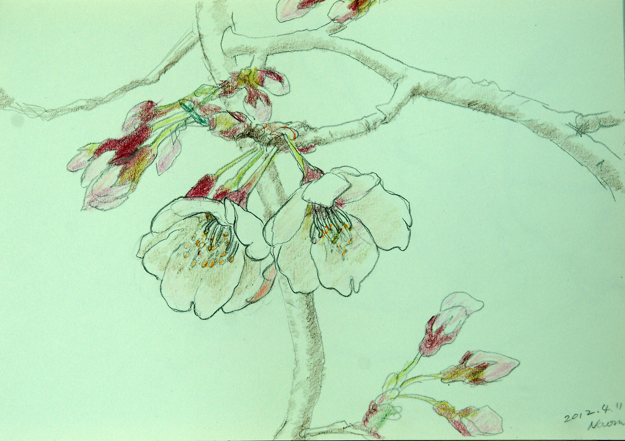 2012.Chrrey blossom-1.jpg