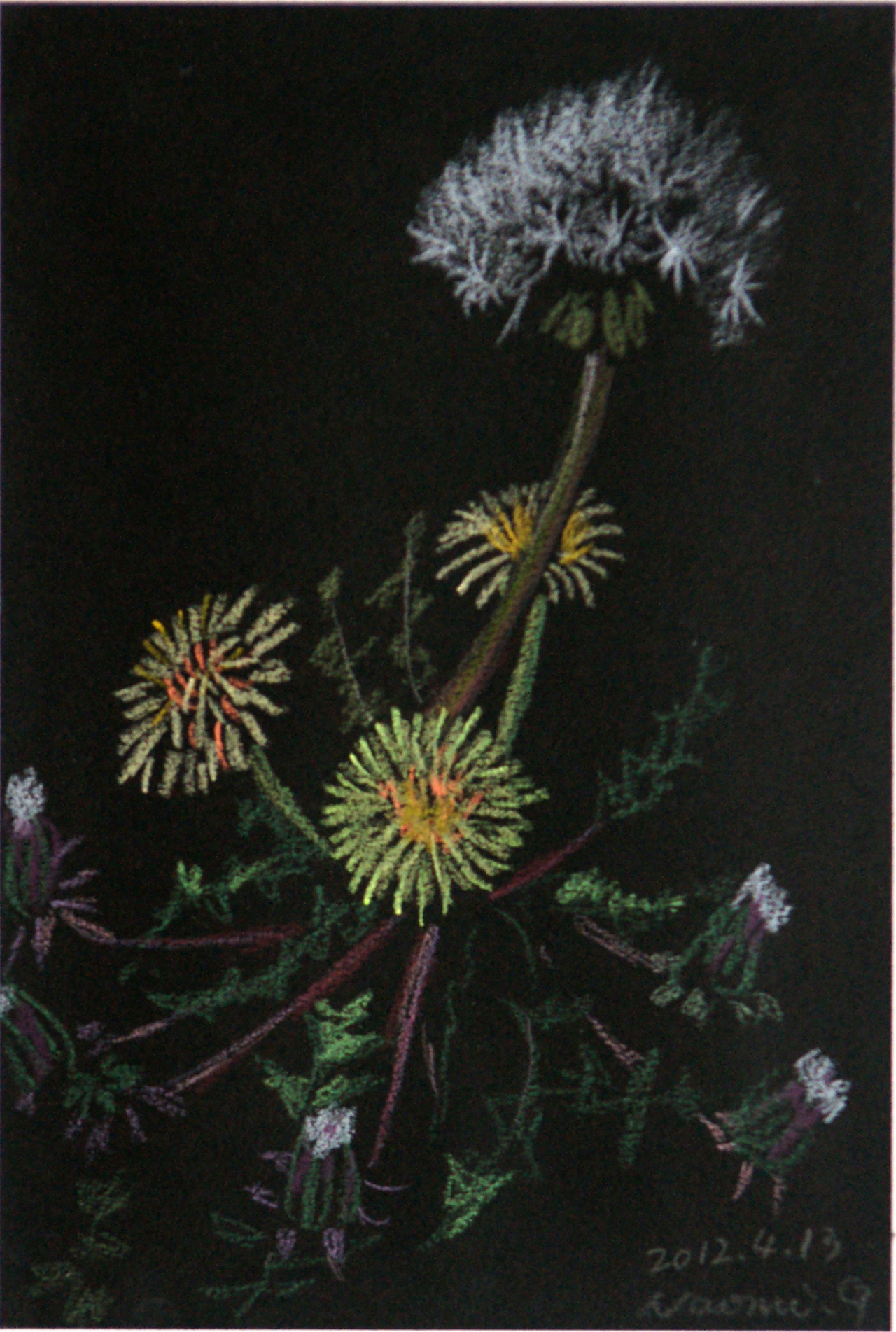 2018.4.12.민들 1호 Color pencil.jpg