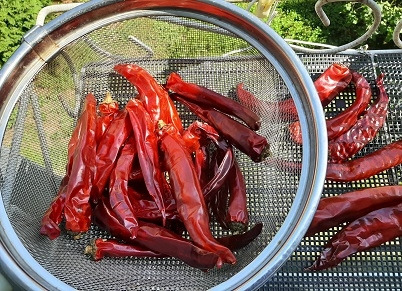 고추.jpg